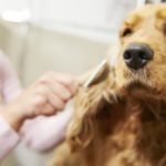 Hundebürsten: Welche Bürste passt am besten zum Fell Ihres Hundes?