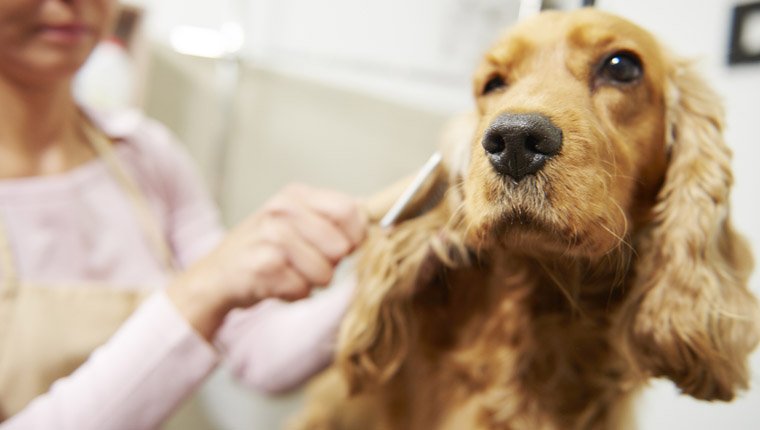 Hundebürsten: Welche Bürste passt am besten zum Fell Ihres Hundes?