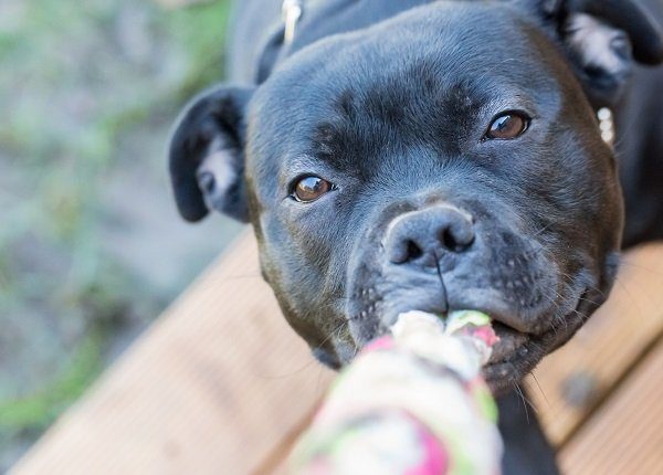 Thrombozytopenie bei Hunden Symptome, Ursachen und Behandlungen