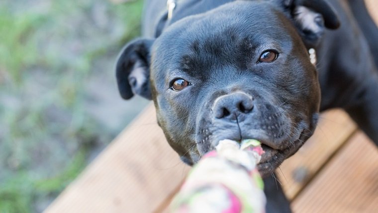 Staffordshire bull terrier black dog pulling a rope, playing tug of war, on wooden decking.