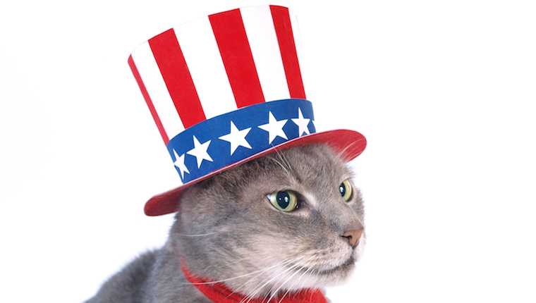 Katze im politischen Hut