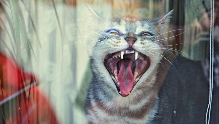 Close-Up Of Cat calling, meowing, and howling