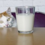 Cute longhair cat look curious to a cup of milk.