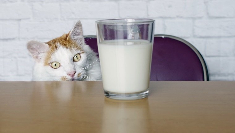 Cute longhair cat look curious to a cup of milk.