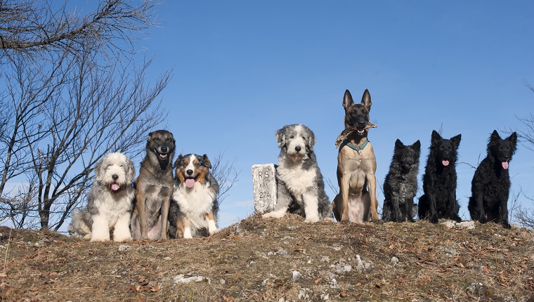Acht reinrassige Hunde sitzen zusammen auf dem Hügel. Kastration und Kastration sind wichtig, auch für Reinrassige.