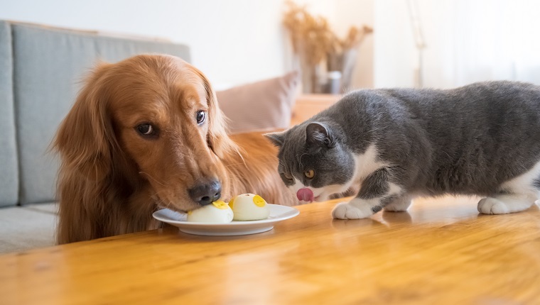 Golden Retriever Hunde und Katzen teilen Futter auf dem Tisch