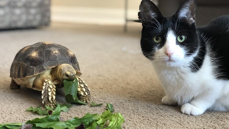 Eine Sulcata-Schildkröte (African Spurred Tortoise) genießt das Mittagessen, während ihre Katzenfreundin zusieht.