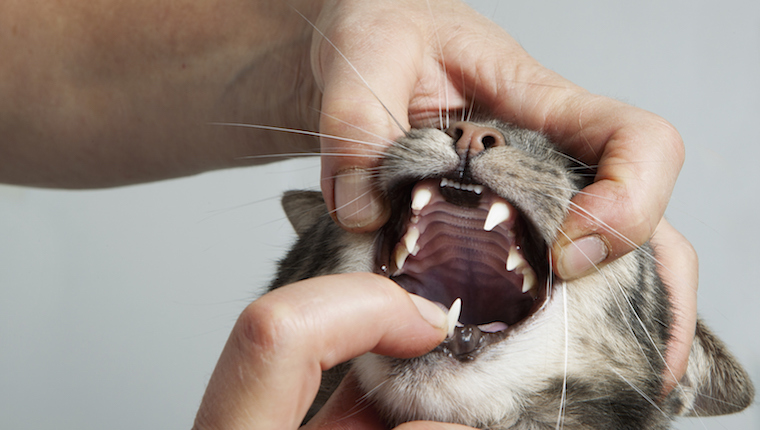 Katze, die Zähne überprüft erhält
