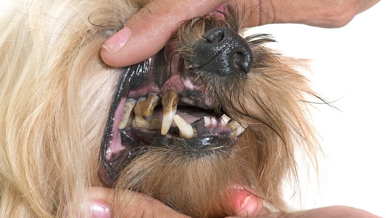 Parodontitis bei Hunden Symptome, Ursachen und Behandlungen