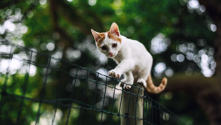 Katze auf Zaun am Haustierdiebstahl-Verhinderungstag. Katzen im Freien sind einem höheren Diebstahlrisiko ausgesetzt.