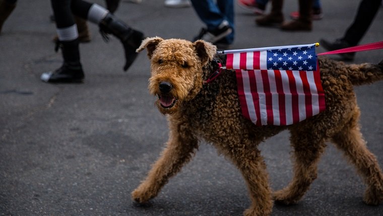 Dog is walked on leash with American flag draped on their back
