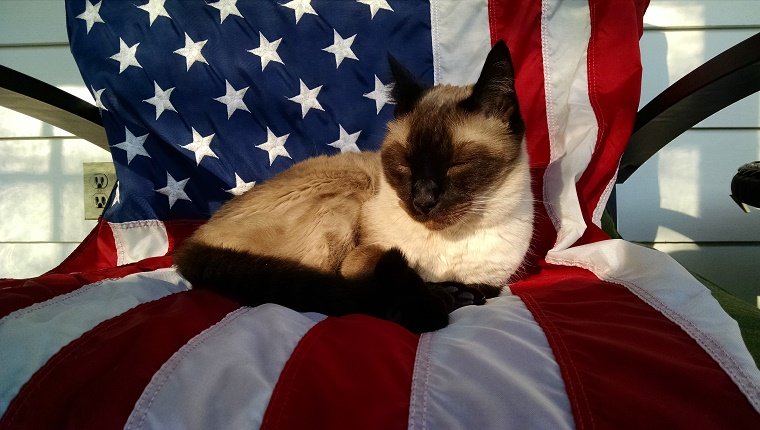 Katze, die auf Stuhl mit amerikanischer Flagge schläft
