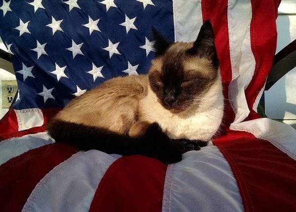 Cat Sleeping On Chair With American Flag