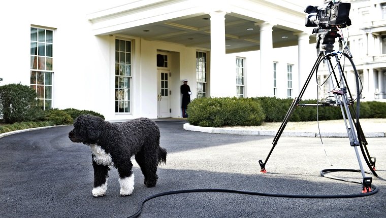 Bo, der Hund von US-Präsident Barack Obama, ist außerhalb des Westflügels des Weißen Hauses am 11. Februar 2014 in Washington, DC zu sehen. AFP FOTO / Brendan SMIALOWSKI 
