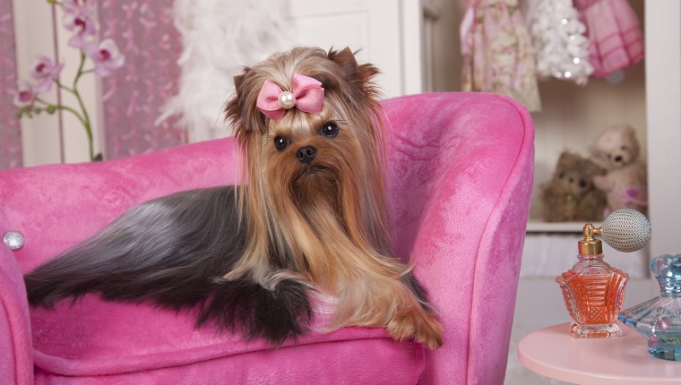 Schöner Yorkshire-Terrier, der auf einem rosa Liegestuhl in ihrem Ankleidezimmer liegt und eine Schönheitsbehandlung und viel Schönheitsruhe erhält. Beauty Salon Spa Behandlungskonzept