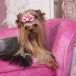 Beautiful Yorkshire terrier lying on a pink lounge chair in her dressing room getting a beauty treatment and lots of beauty rest. Beauty Salon Spa Treament Concept