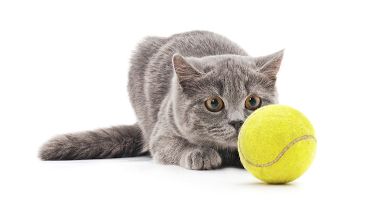 Katze spielt Tennis