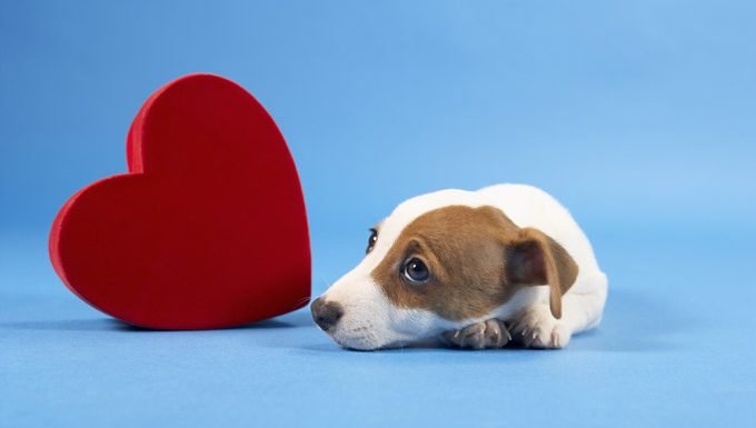 Hund mit Valentinstag Herzen
