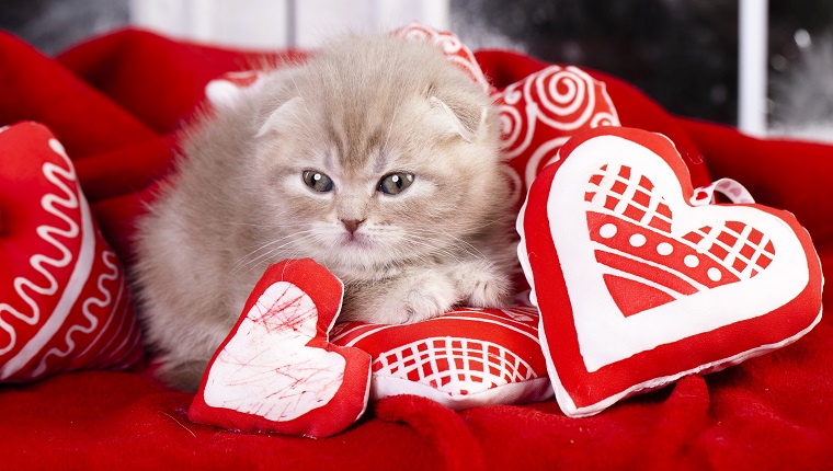 Kleines Kätzchen, das auf dem roten Herz-förmigen Kissen schläft