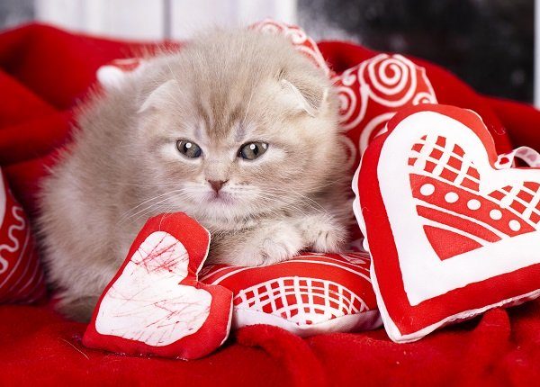 Little kitten sleeping on the red heart-shaped pillow
