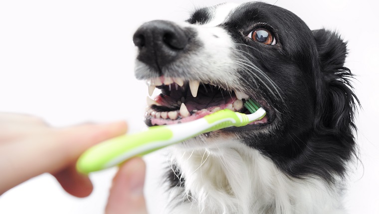 Ein Hund, der sich die Zähne putzen lässt. Dieses Foto ist einzigartig für Tierarztwerbung und Hundepflegeprodukte