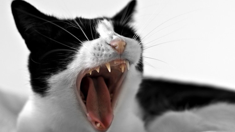 Eine schwarz-weiße Katze gähnt und zeigt ihre Zähne.