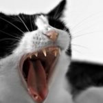 A black and white cat yawns showing off her teeth.
