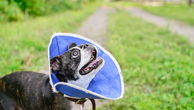 Ein schwarz-weißer Boston Terrier mit gestromten und großen Ohren.