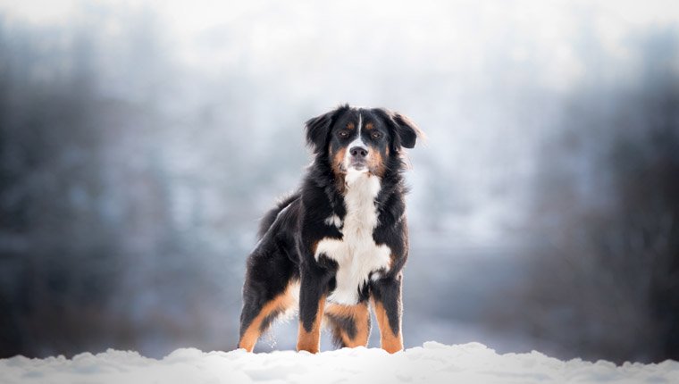 bernese mountain dog on show
