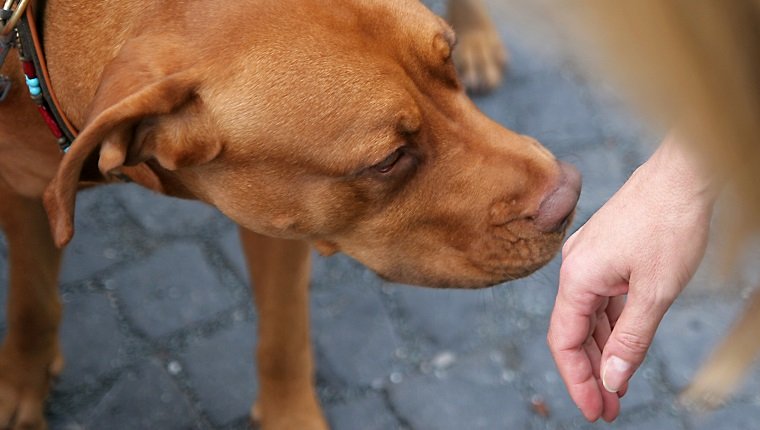 Image shows the proper way to greet a dog.Offer the back of your wrist to the dog to smell.