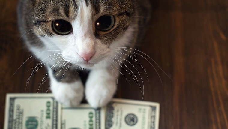 Die entzückende Katze hält Dollarbanknoten mit ihren Pfoten und schaut mit ihren großen Augen in die Kamera.