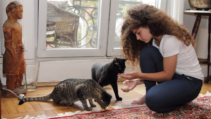 junge Frau füttert Katzen