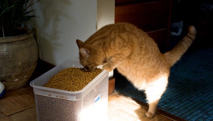Katze frisst aus Futterbehälter