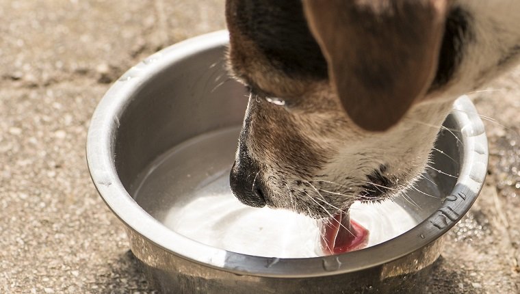 Hund Trinkwasser aus einer Schüssel - Jack Russell Terrier