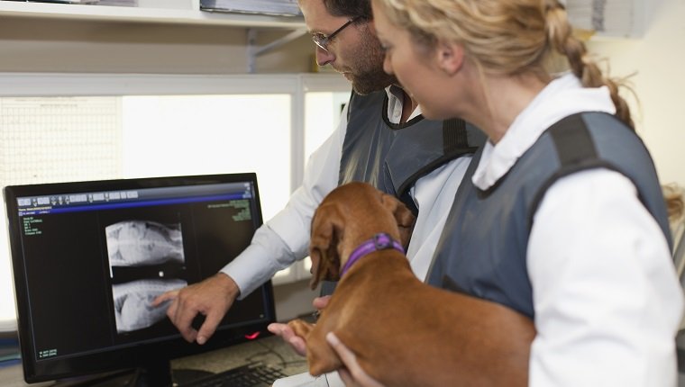 Tierärzte, die Röntgenstrahlen im Büro untersuchen
