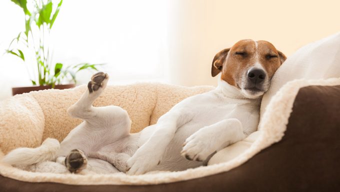 Jack Russell Terrier liegt in einem Hundebett