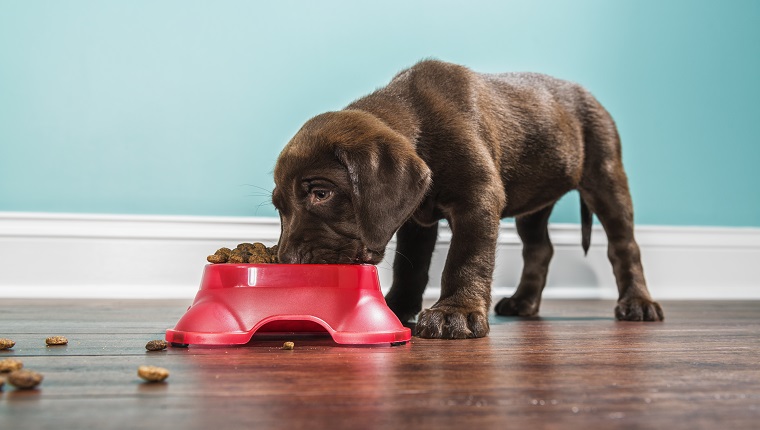 Eine niedrige Winkelansicht eines niedlichen entzückenden 7 Wochen alten Schokoladen-Labrador-Retriever-Welpen, der von einer roten Hundeschale isst, die auf einem dunklen Hartholzboden mit einer weißen Fußleiste und einer blaugrünen Wand im Hintergrund sitzt