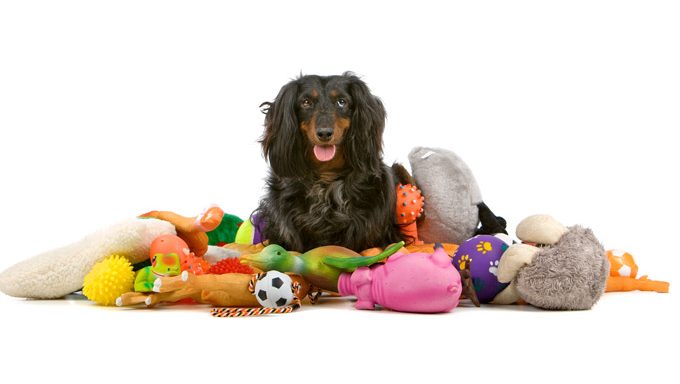 Hund liegend mit Spielzeug