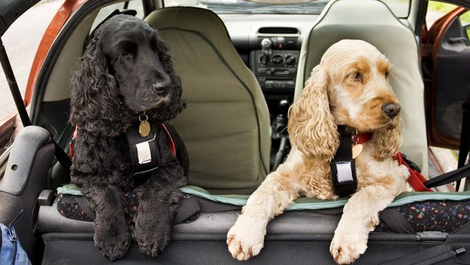 zwei Hunde mit Gurten hinten im Auto