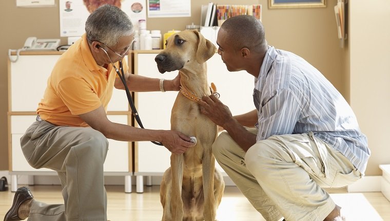 Tierarzt, der auf das Herz des Hundes hört