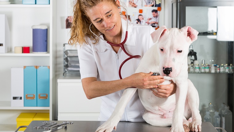 Veterinär durch Hören eines Dogo Argentino Hundes in seiner Klinik