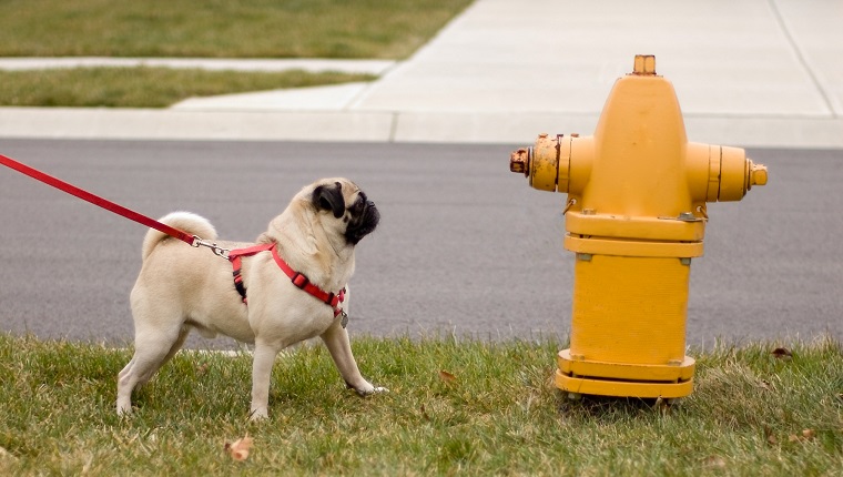 Hier ist ein Mops, der sehnsüchtig einen Hydranten ansieht.