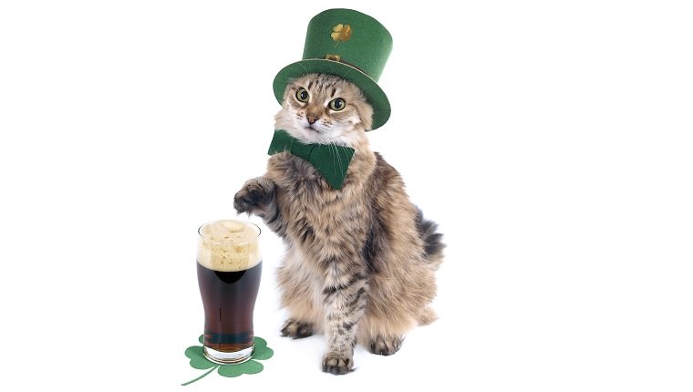 St. Patrick's Day Katze mit Bier