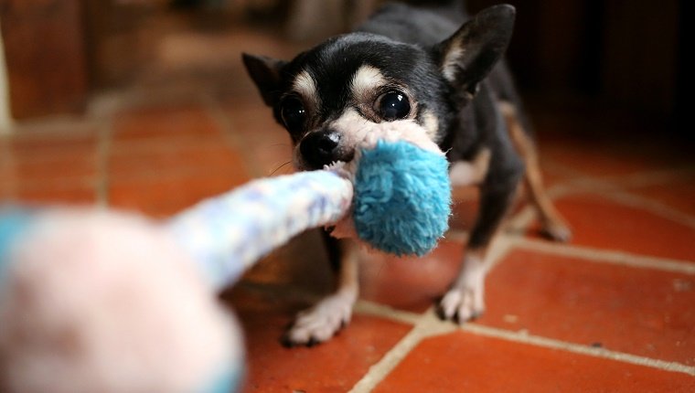 Chihuahua Hund zerrte Seil Spielzeug