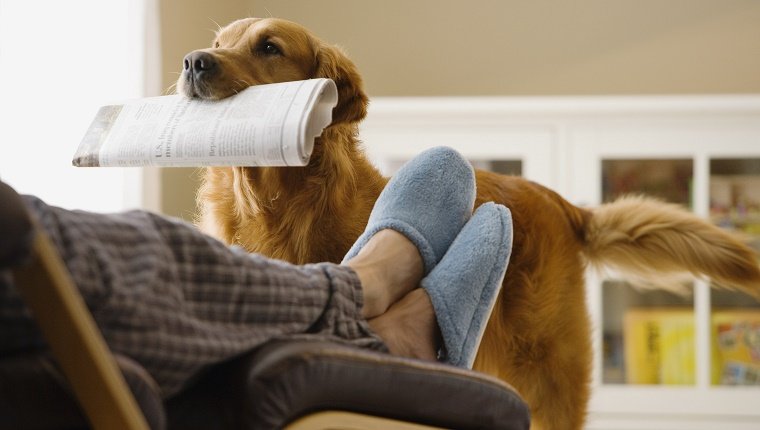 Hund bringt Zeitung zum Besitzer