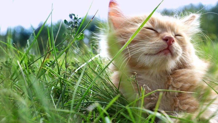 Kätzchen auf grünem Gras