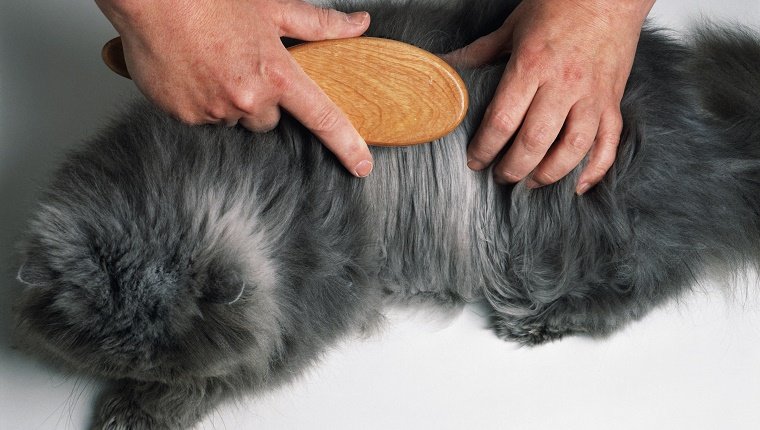Eine langhaarige graue Katze, deren Fell gebürstet ist