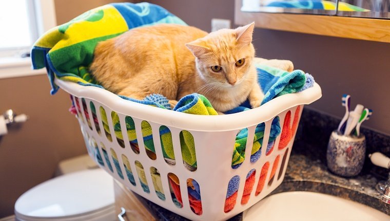 Junge Katze im Wäschekorb