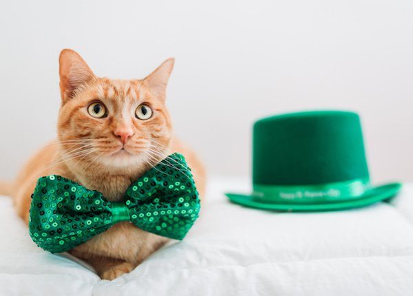 Cat with green bowtie for saint patrick