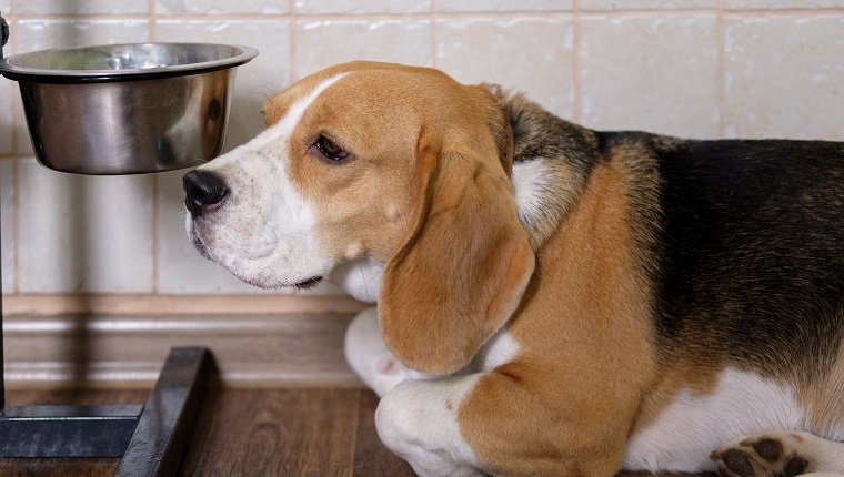 Der Beagle-Hund ist traurig und wartet auf Futter in der Nähe der leeren Schüssel